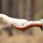 Trusts for Pets